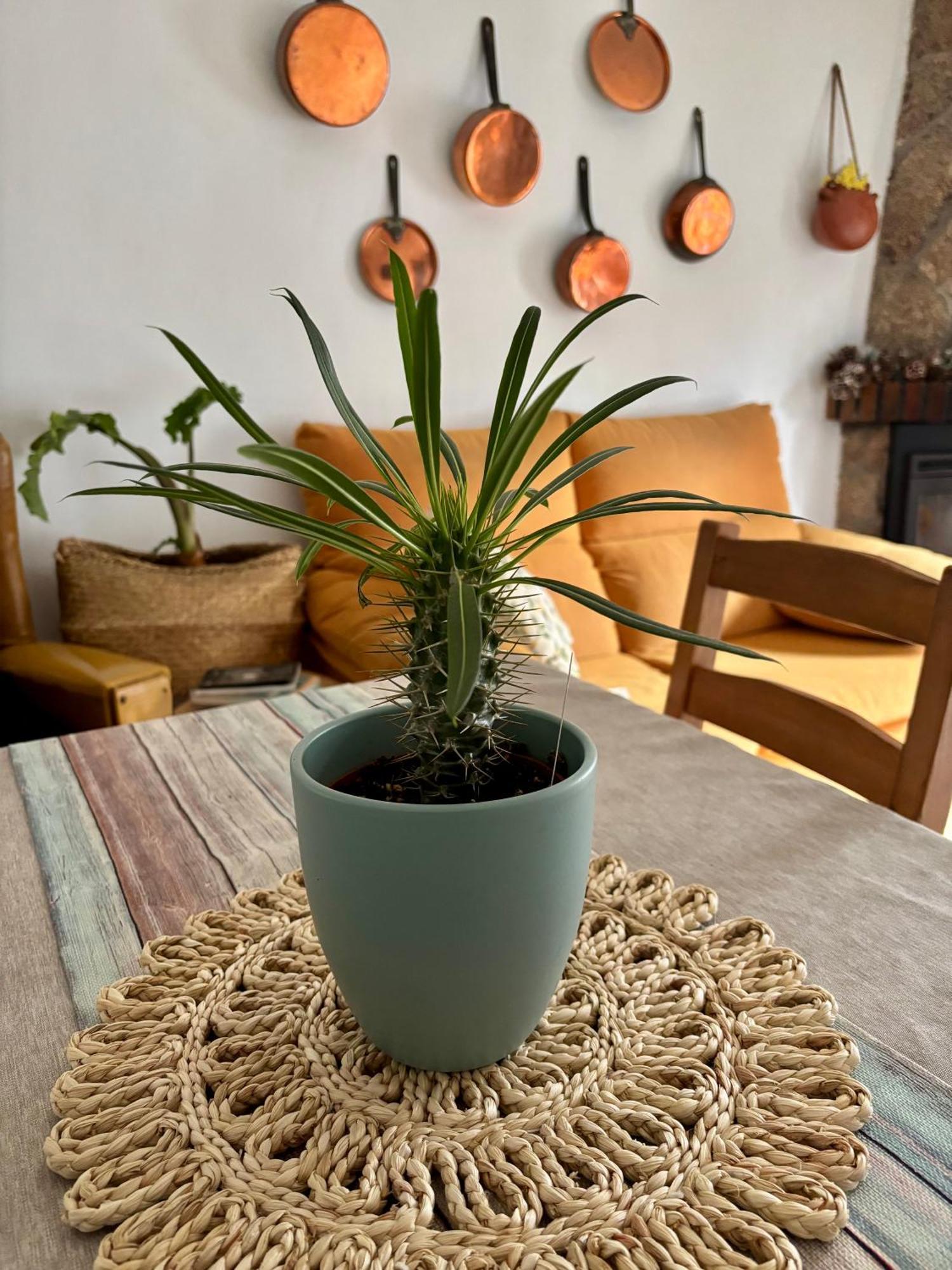 Vakantiehuis Casa Arbol